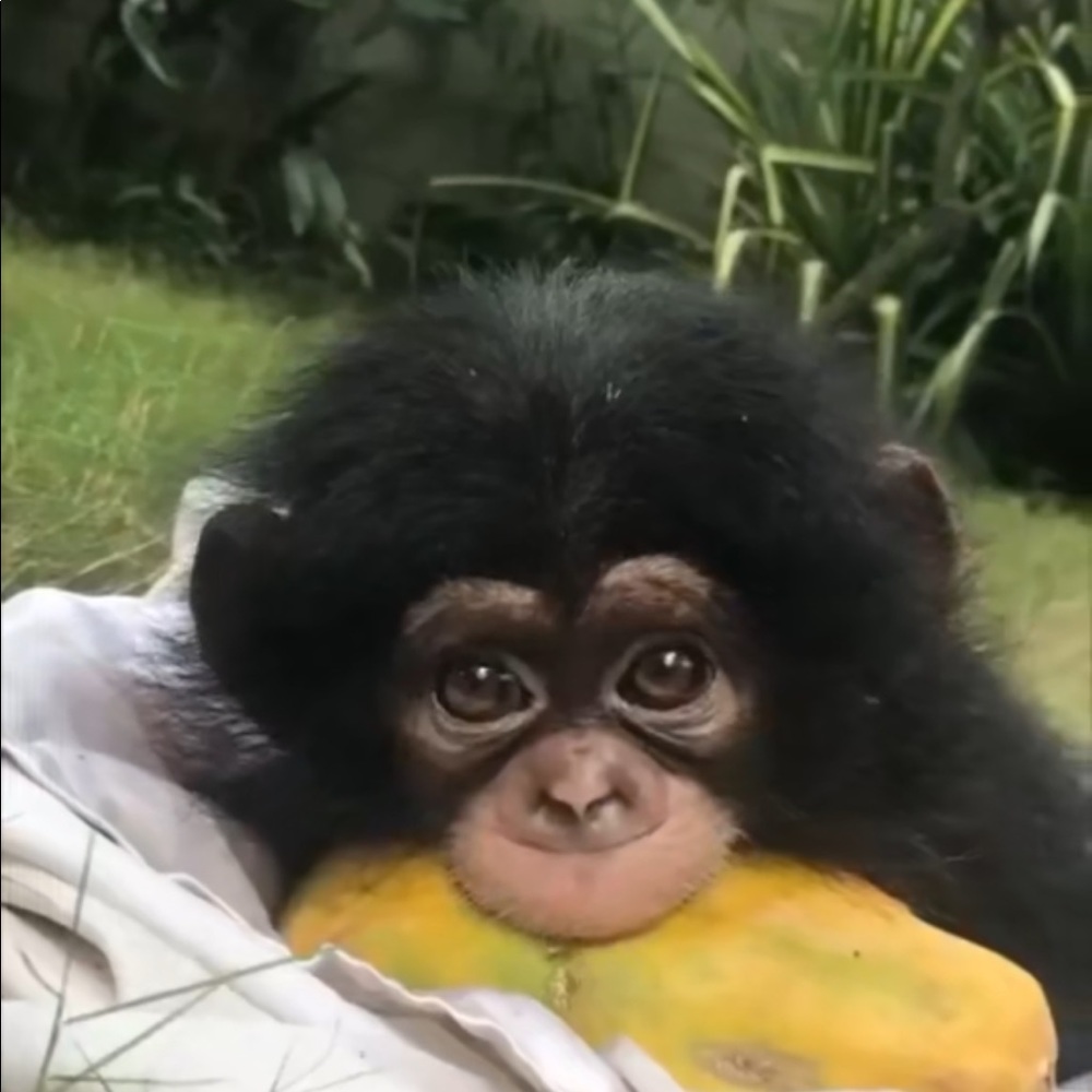 Meet your Posher, Devin